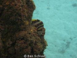 Crested Morwong by Ben Schiavi 